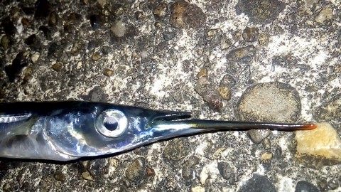 ジグサビキ 釣れる魚 サヨリの頭 画像