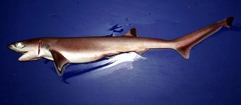 深海サメの種類 エドアブラザメの画像