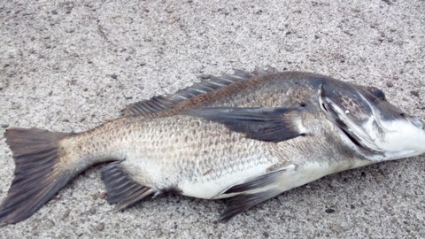 魚(サバ,サンマ,アジ)の切り身で釣れる魚 クロダイ(チヌ)の画像