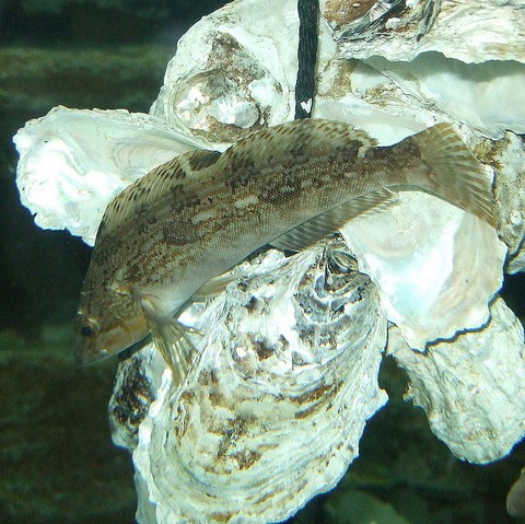 イカの切り身(イカ短)で釣れる魚 アイナメの画像
