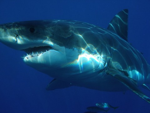 ブルーの魚 ホホジロザメの写真画像