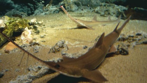 深海サメの種類 ノコギリザメの画像