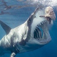 深海サメの種類 | 海水魚の種類と釣り方