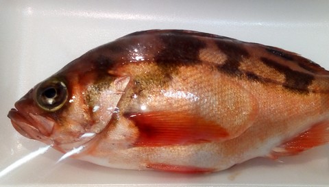 魚(サバ,サンマ,アジ)の切り身で釣れる魚 メバルの画像