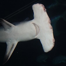 深海サメの種類 | 海水魚の種類と釣り方