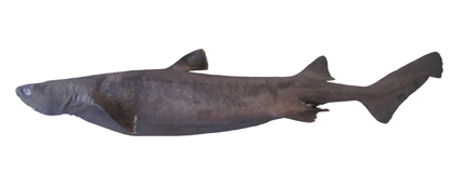 深海のサメの種類　ヨロイザメの画像