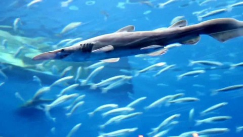 深海サメの種類 ミツクリザメの画像