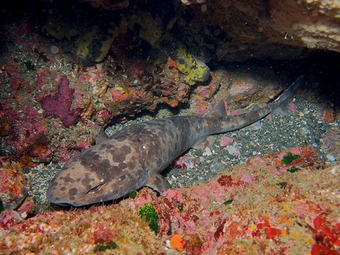 深海サメの種類 ナヌカザメの画像