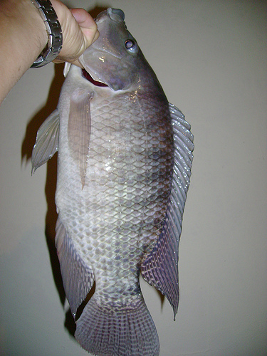 安い白身魚 ナイルティラピアの画像