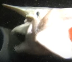 ミツクリザメの噛みつき画像4