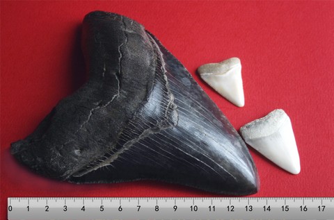 メガロドンとホホジロザメの歯の比較