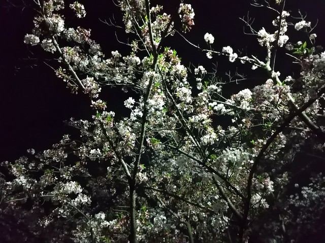 春 夜桜
