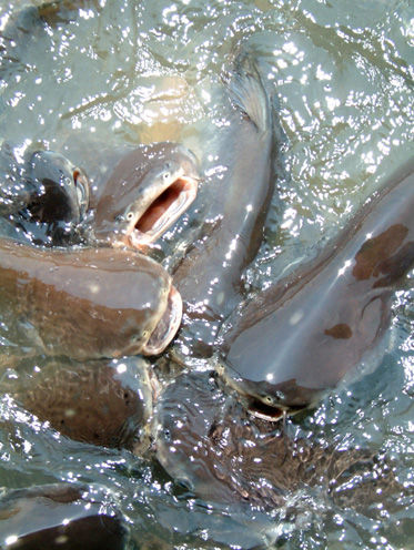 食用魚の種類 バサ(養殖ナマズ)の画像