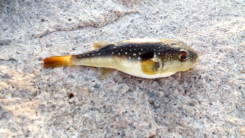 魚(サバ,サンマ,アジ)の切り身で釣れる魚 フグの画像