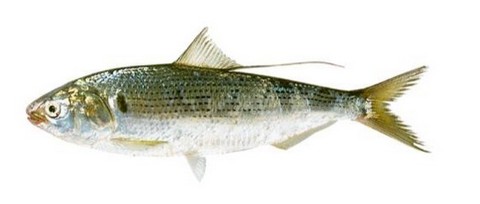 サビキで釣れる魚 コノシロの写真