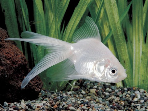 金魚の種類 白リュウキン