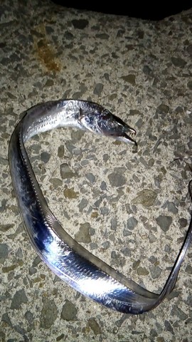和歌山での釣り イカの切り身(イカ短)で釣れた 太刀魚(タチウオ)の画像