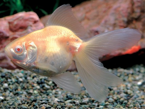 金魚の種類 アルビノリュウキン