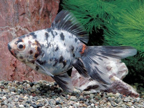 金魚の種類 藍キャリコリュウキン