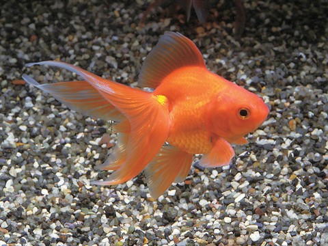 金魚の種類 素赤リュウキン