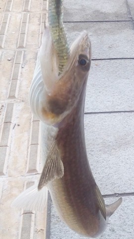 ライトショアジギング(メタルジグ)で釣れる魚 エソの画像