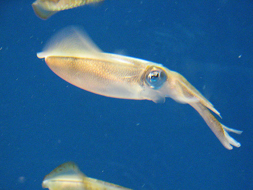 アジの泳がせ釣りで釣れる魚 アオリイカの画像