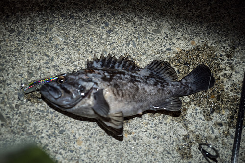夜釣り 釣れる魚 ソイの画像