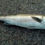 出世魚の種類 スズキの画像