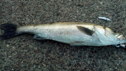 タイラバで釣れる魚 シーバス(スズキ)の画像