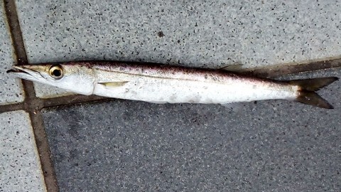 魚(サバ,サンマ,アジ)の切り身で釣れる魚 カマスの画像