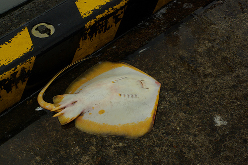 イカの切り身(イカ短)で釣れる魚 アカエイの画像