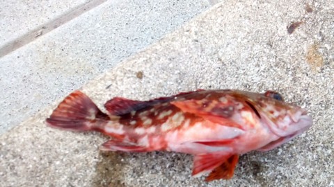 マリーナシティで釣れる魚 カサゴ(ガシラ)の画像