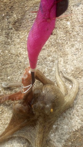 オクトパスタップ オールピンクでタコを釣る