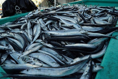 食用魚の種類 サンマ(秋刀魚)の画像