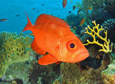 赤い魚 目が大きい キントキダイの画像