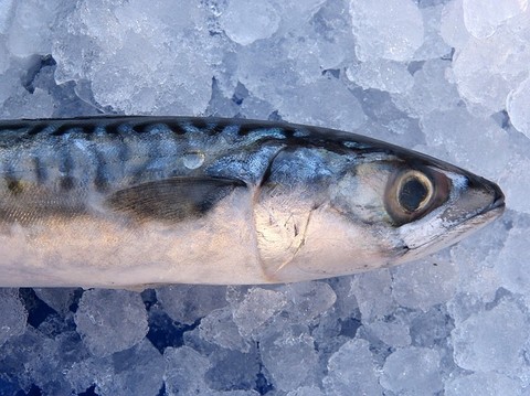 青魚の種類 マサバ（真鯖）の写真画像