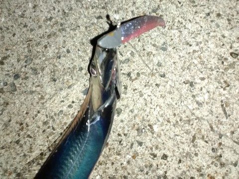 ワインドで釣った太刀魚