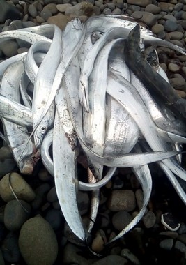 海で簡単に釣れる魚 太刀魚 ワインドで多量
