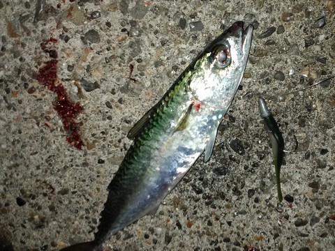 太刀魚 餌 サバの画像