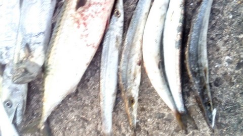 和歌山での釣り マリーナシティ カマス多数
