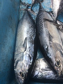 ライトショアジギング(メタルジグ)で釣れる魚 ソウダガツオの画像