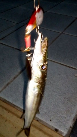 ワインドで釣れる魚 カマスの画像