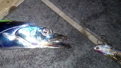 ライトショアジギング(メタルジグ)で釣れる魚 タチウオの画像