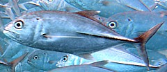 ワインドで釣れる青物　メッキの画像