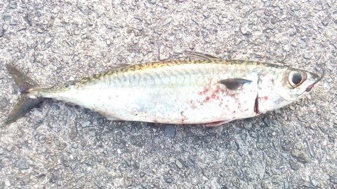 ジグサビキ 釣れる魚 デカサバの画像