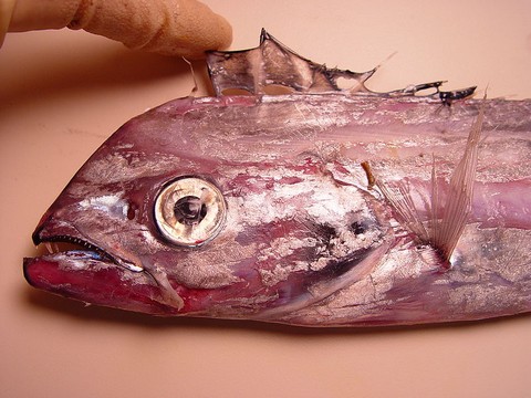 太刀魚似た魚の種類 ユメタチモドキの画像
