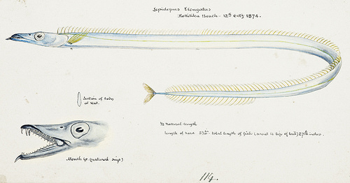 太刀魚似た魚の種類 ヤマモトタチモドキのイラスト