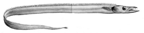 太刀魚似た魚の種類 タチモドキの画像
