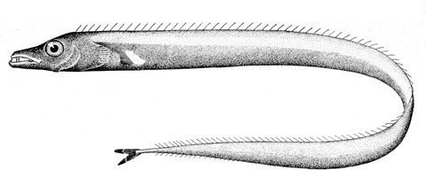 太刀魚似た魚の種類 オビレタチの画像