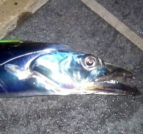太刀魚の頭部の画像